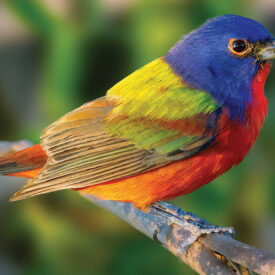 Painted bunting perched on a branch