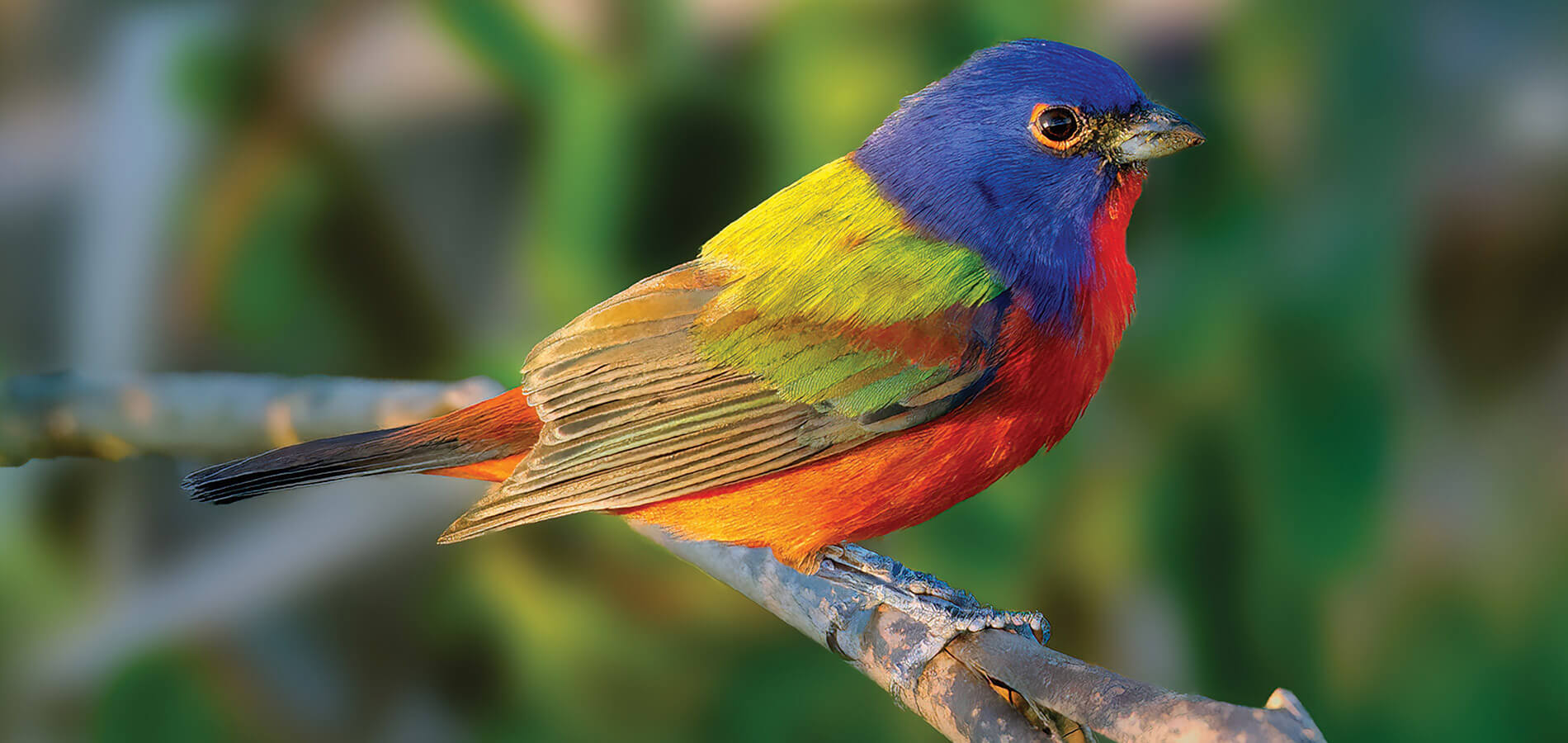 Painted bunting perched on a branch