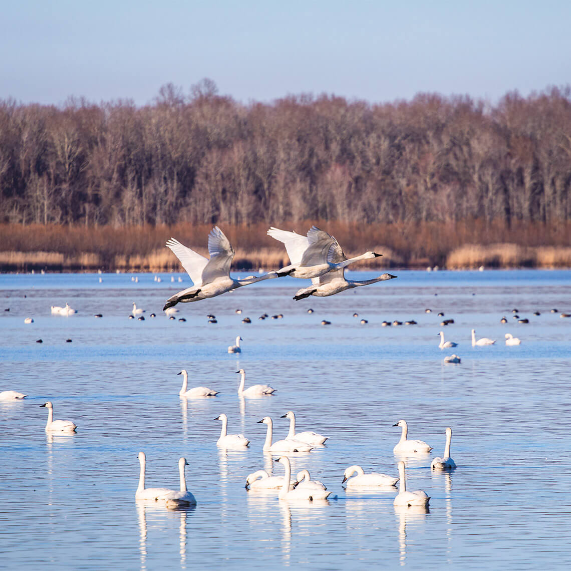Tundra swans at Pocosin Lakes National Wildlife Refuge