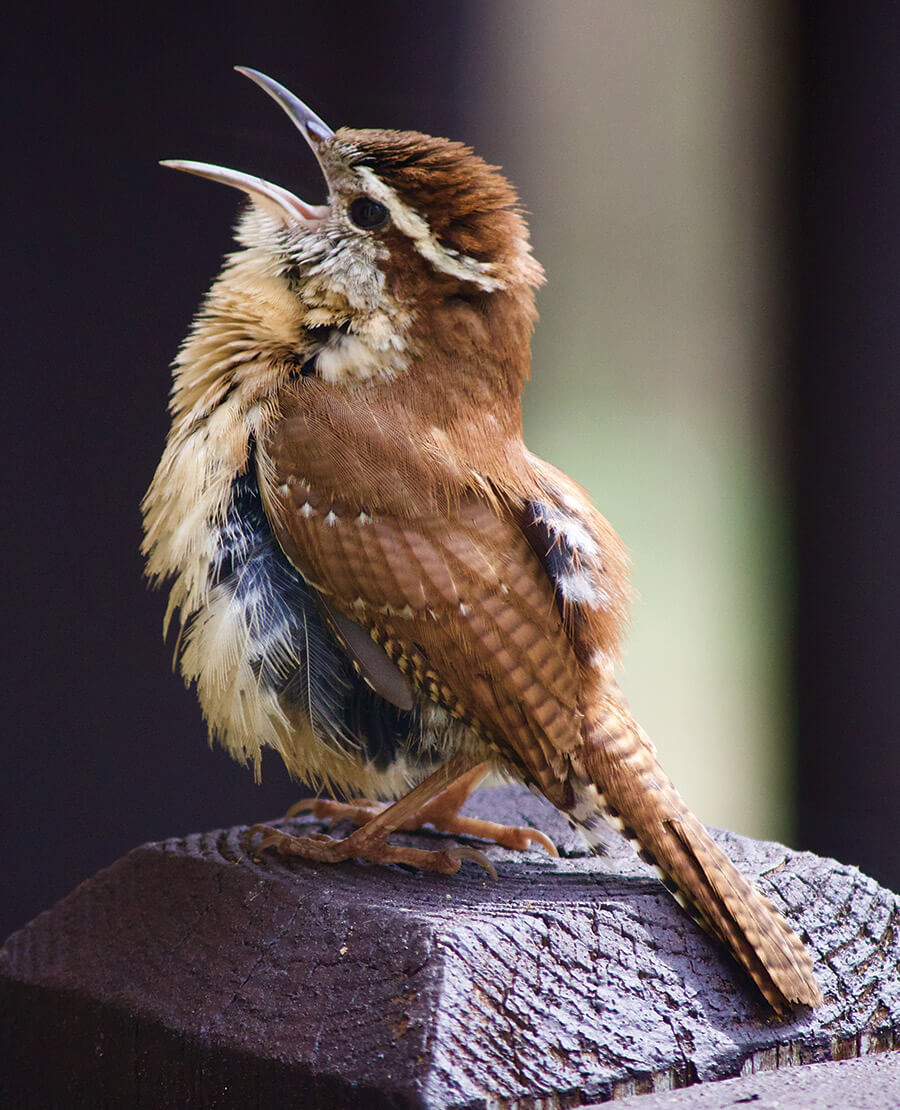 Carolina wren