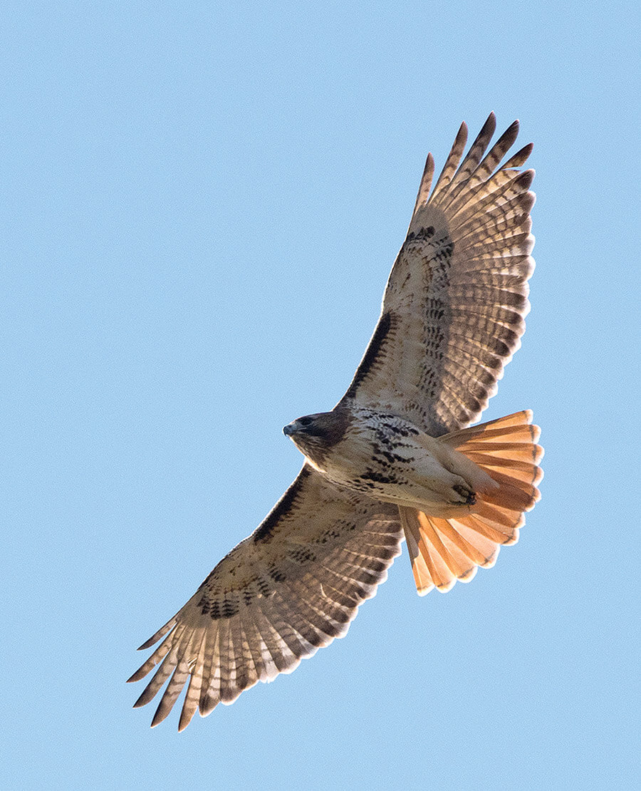 Red-tailed hawk