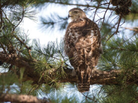 Red-tailed hawk in the pine tree