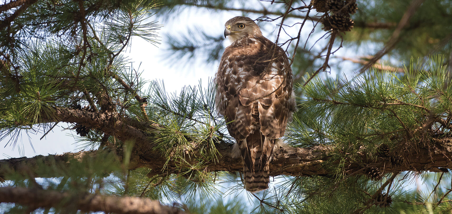 Red-tailed hawk in the pine tree