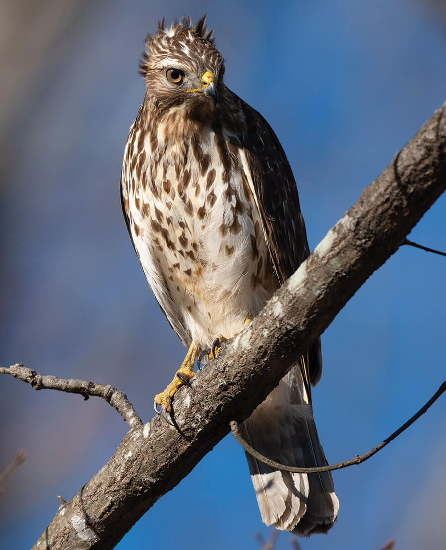 Red-shouldered hawk