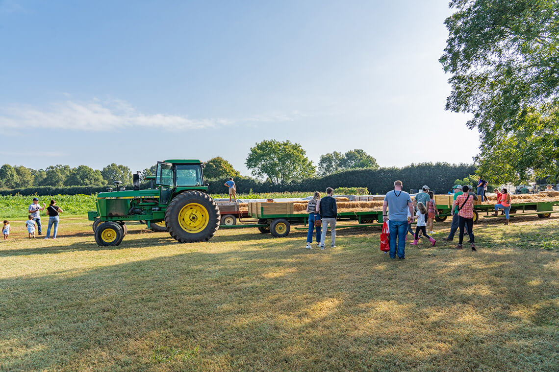 Tractor in the pumpkin patch at Carrigan Farms