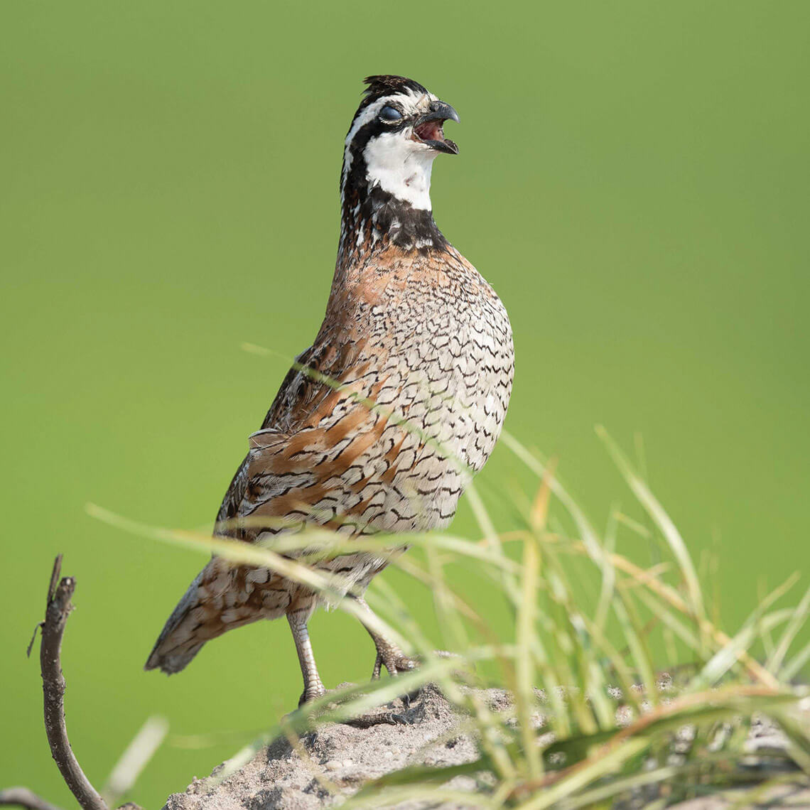 A bobwhite quail