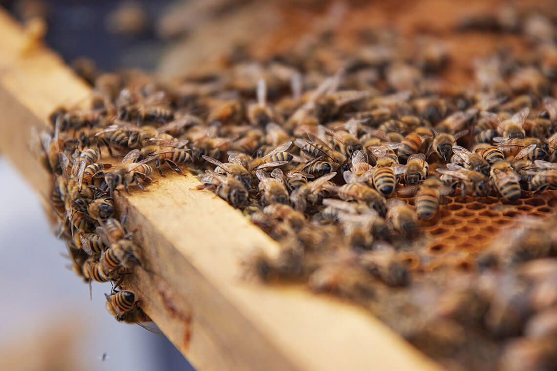 Bees from the bee box