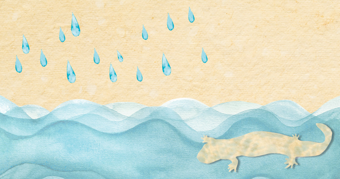 Illustration of a salamander in the river