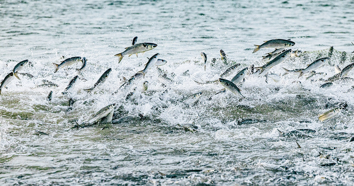Silver mullet jump out of the ocean in Salter Path.