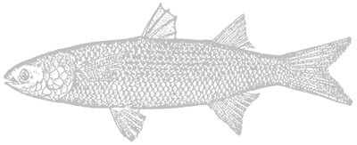 Illustration of mullet