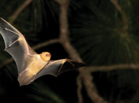 Bat flying through the night sky