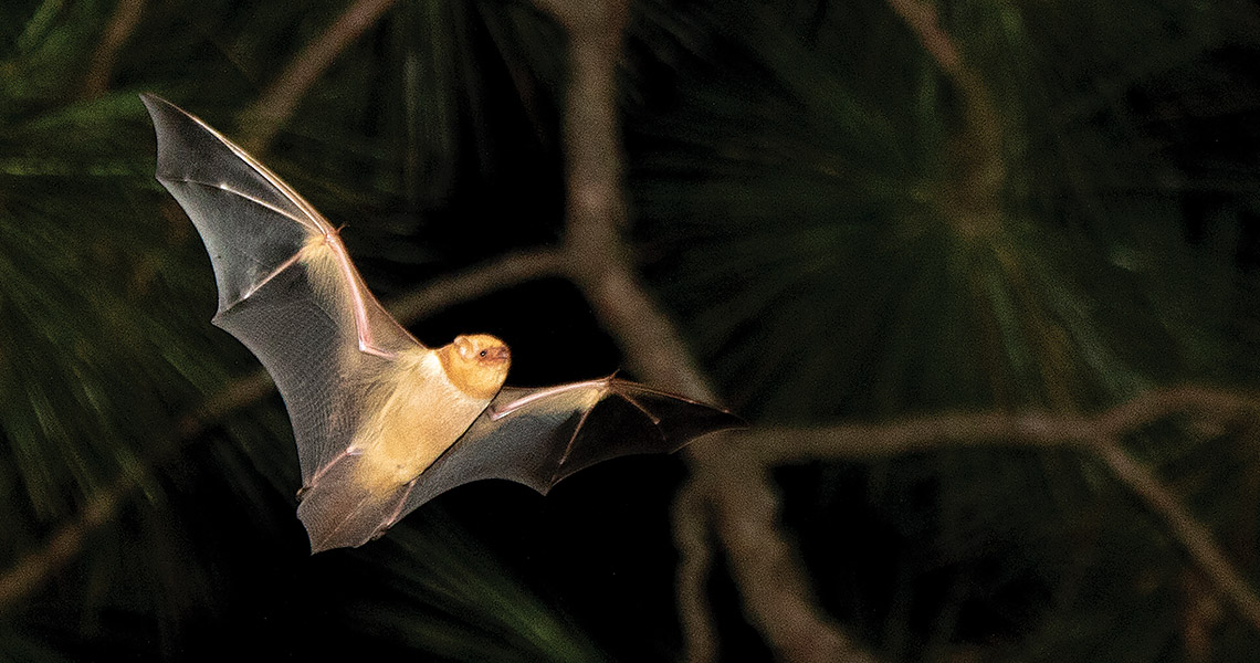 Bat flying through the night sky