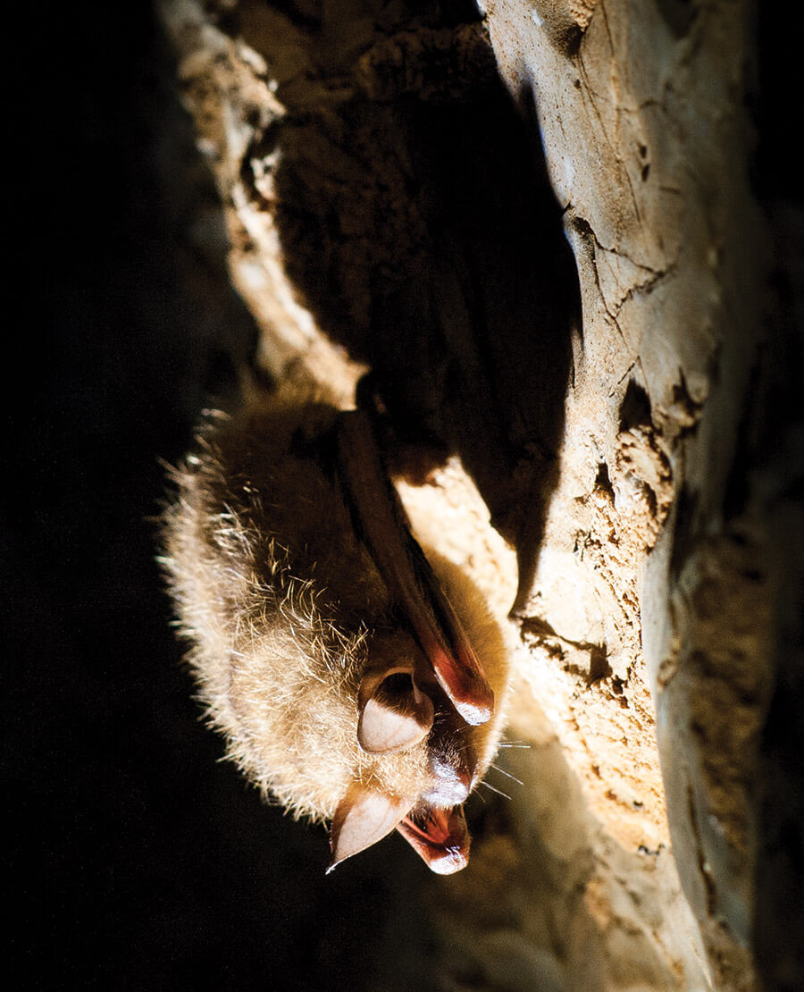 Tricolored bat in Linville Caverns