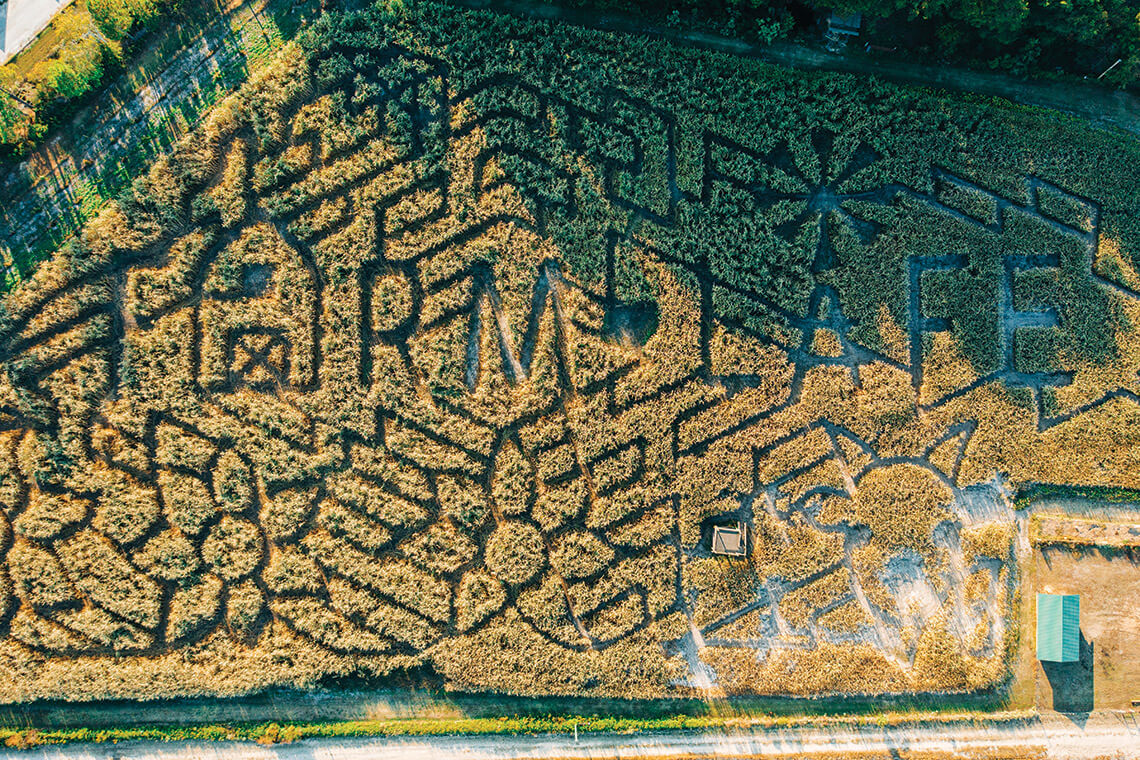 Galberry Corn Maze