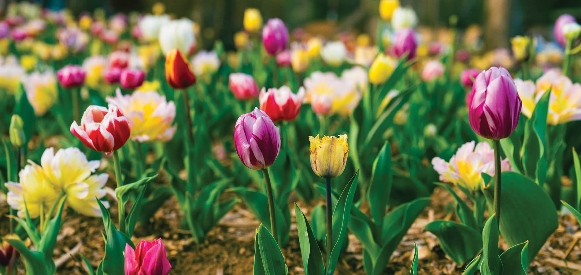 Tulips blooming in Swannanoa