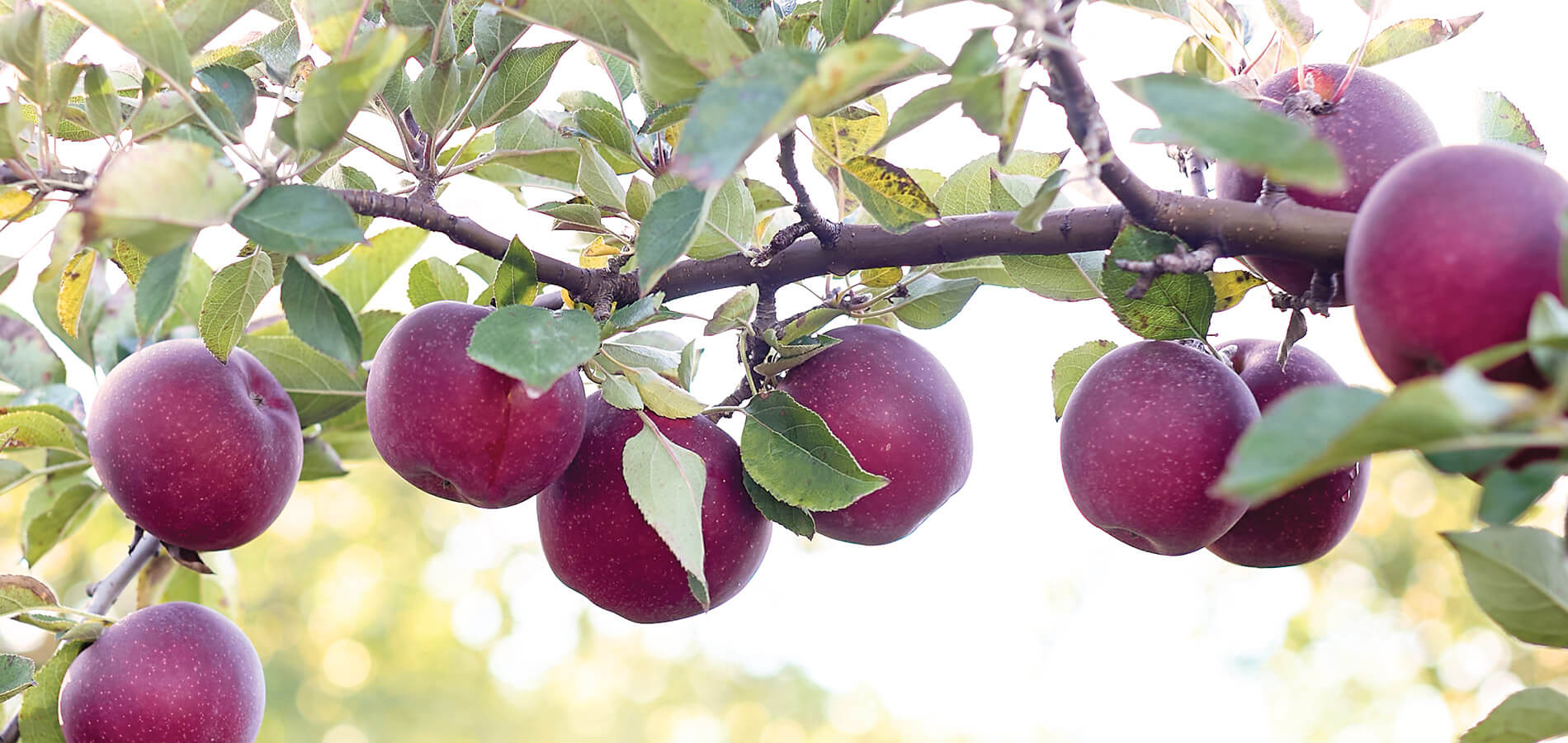 Apples ripening on the tree