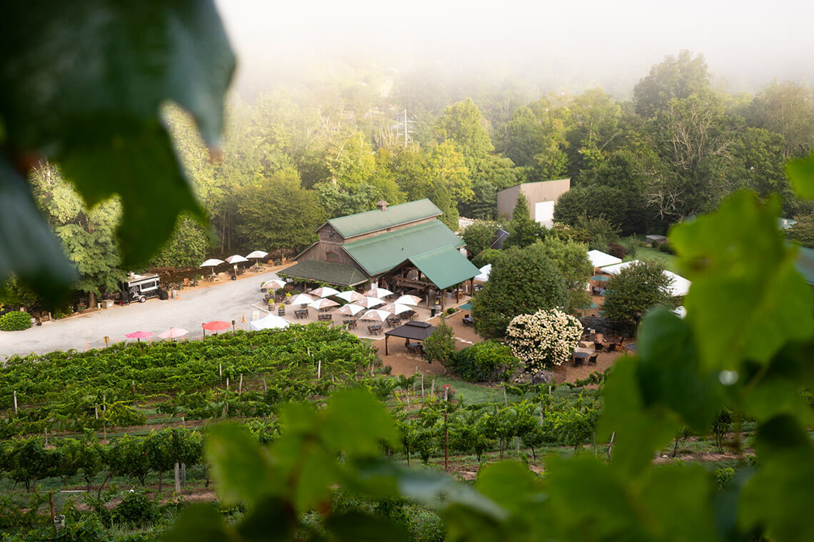 Grape vines at Grandfather Vineyard & Winery