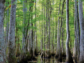 Cypress trees in the Roanoke River