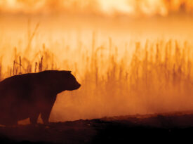 Black bear in the swamp