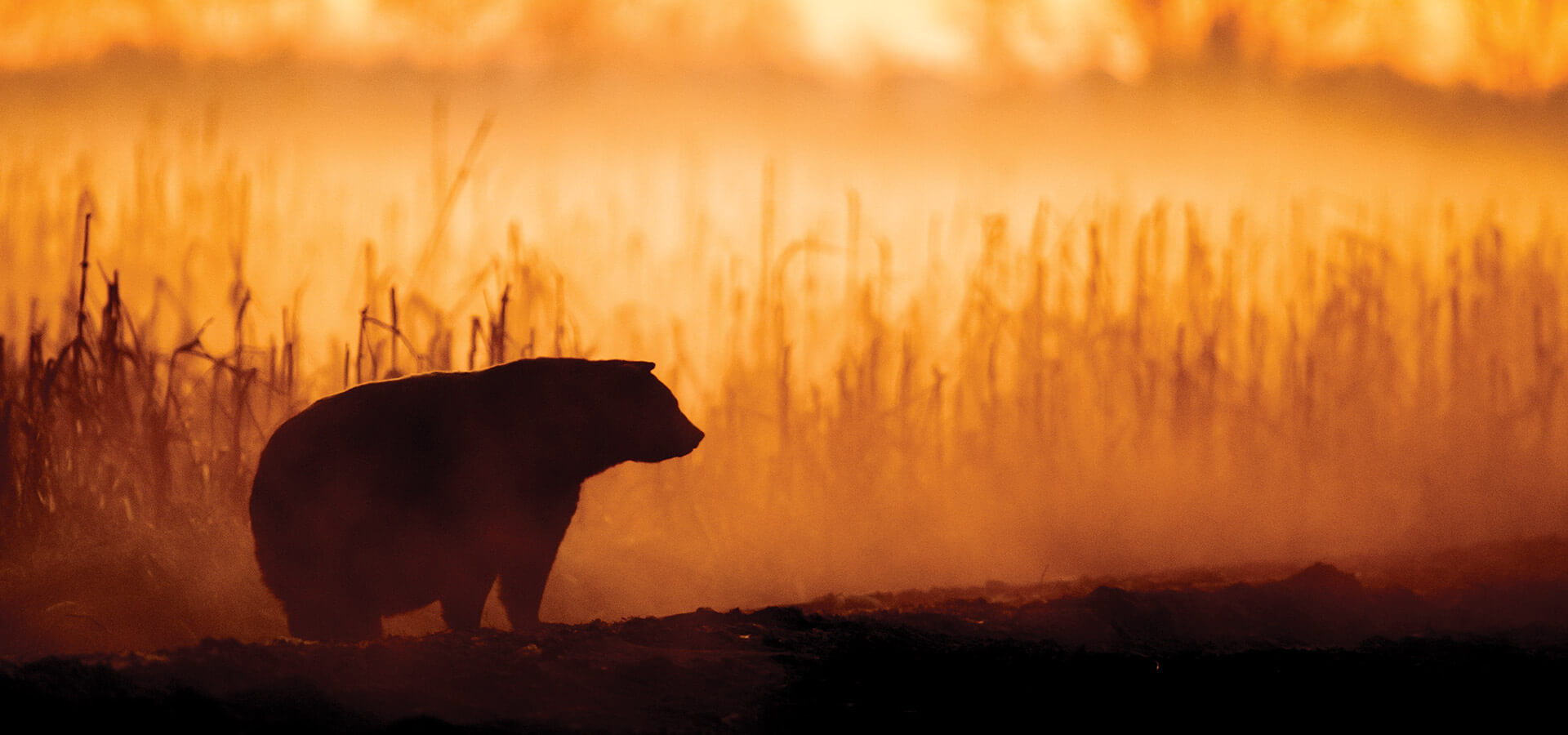 Black bear in the swamp