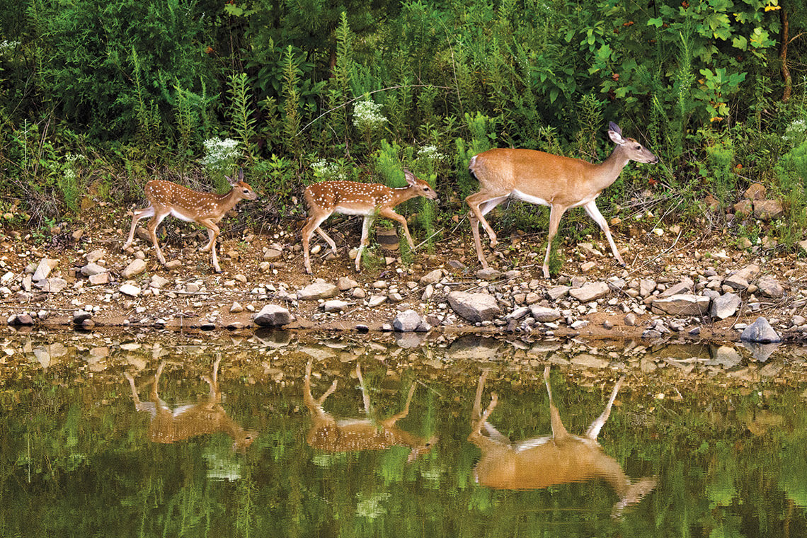 Deer and fawn walk along the water's edge