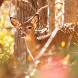 Deer in the woods