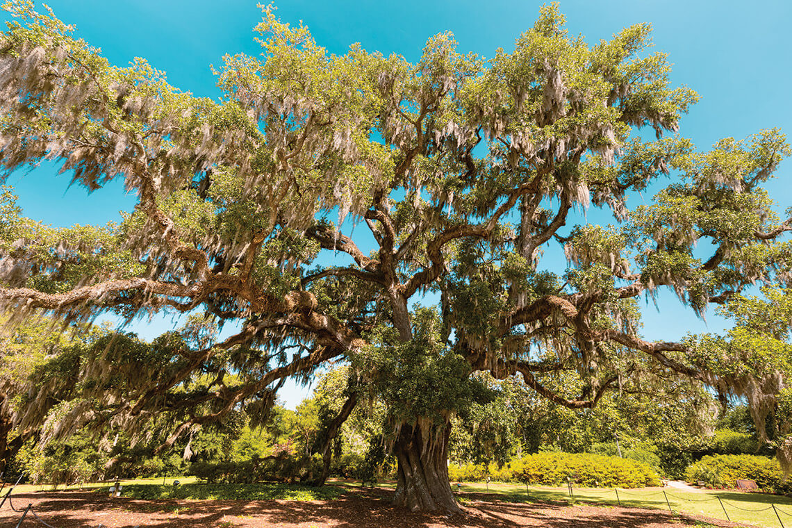 The Airlie Oak