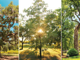Airlie Oak, Pecan tree, and the Davie Poplar