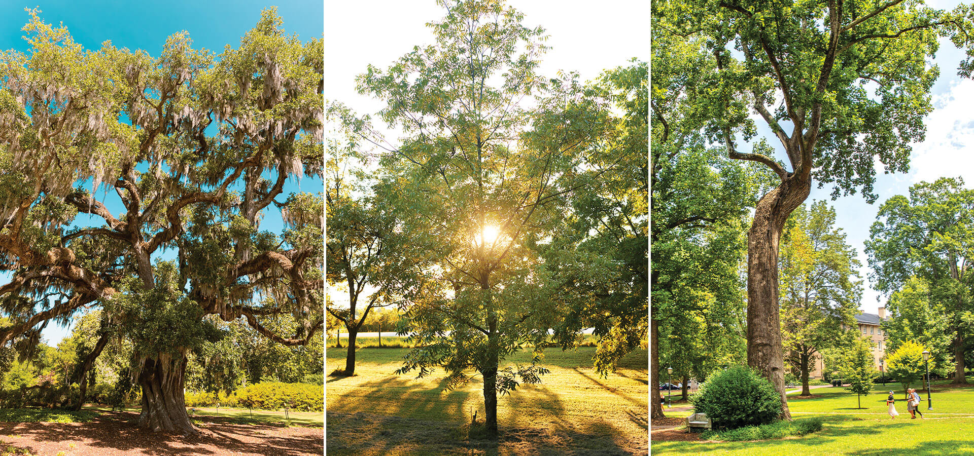 Airlie Oak, Pecan tree, and the Davie Poplar