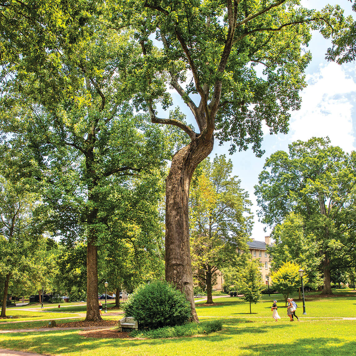 Davie Poplar at UNC Chapel Hill