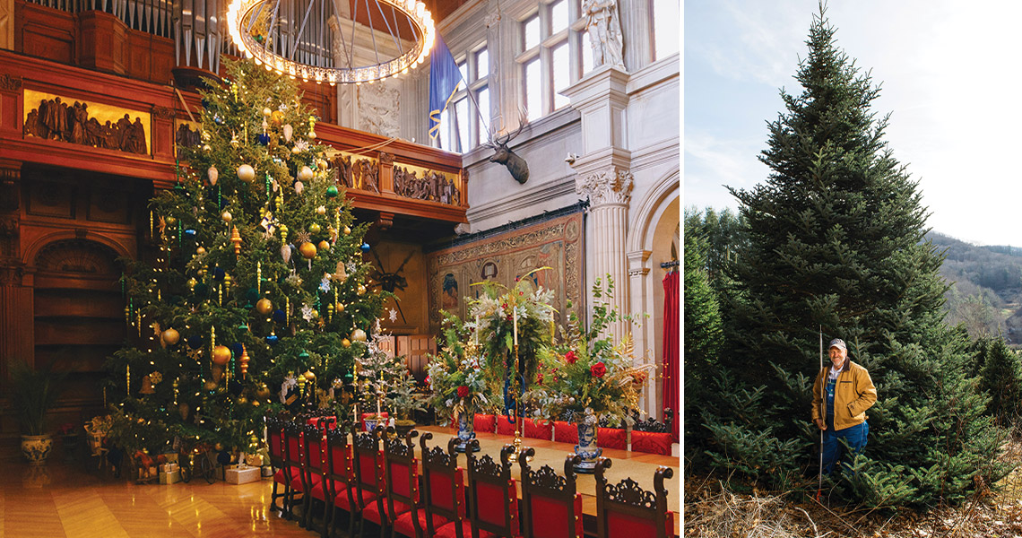 The Fraser Fir tree at Biltmore and Fraser fir growing in Newland NC