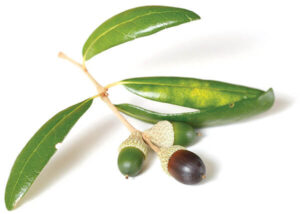 Acorns from an Oak Tree