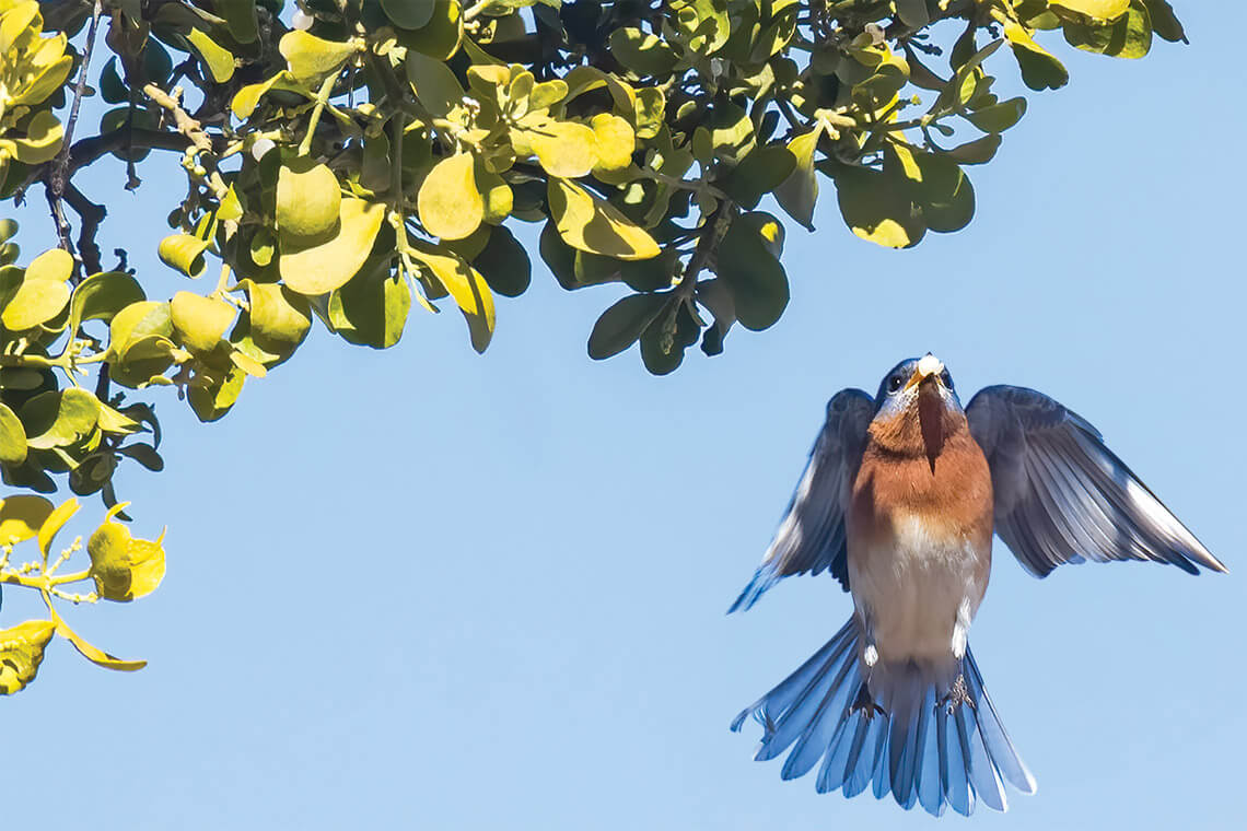 Eastern bluebird flies past mistletoe