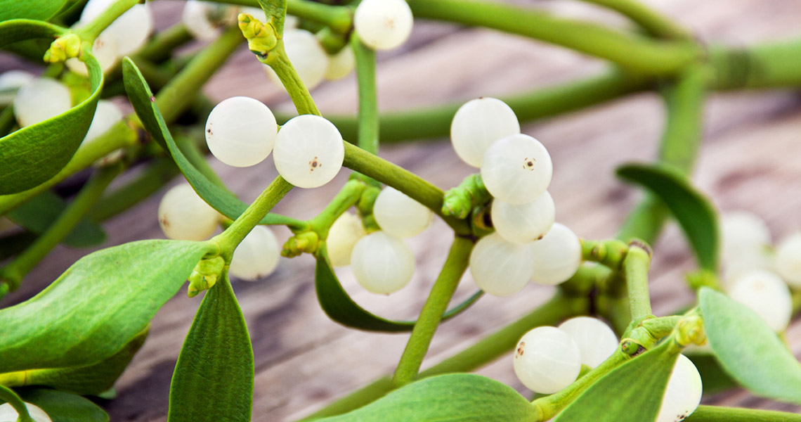 Mistletoe berries