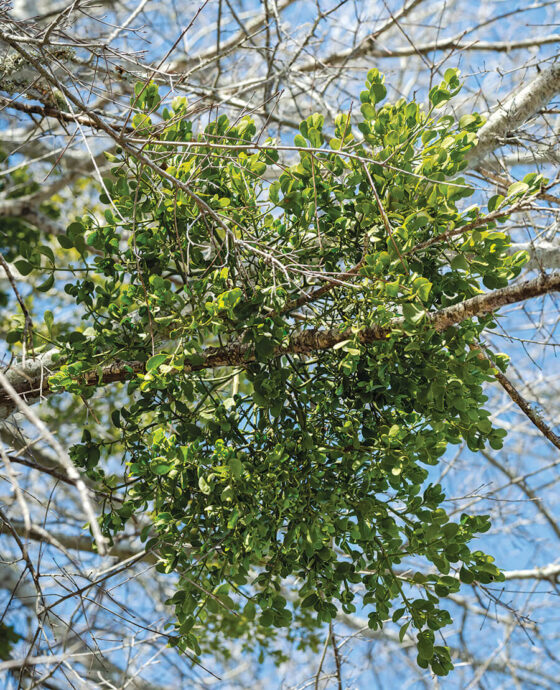 Mistletoe in a tree