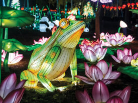 Illuminated frogs and lotus flowers in the North Carolina Chinese Lantern Festival