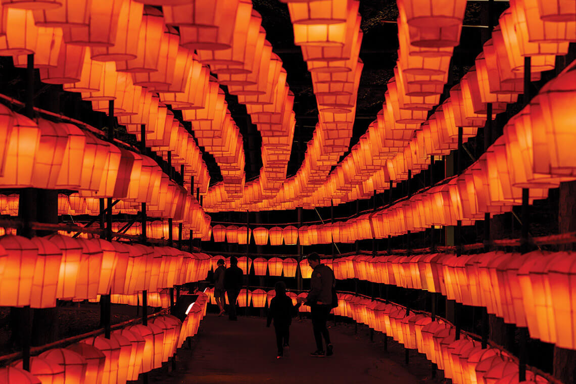 Thousands of lanterns for the North Carolina Chinese Lantern Festival
