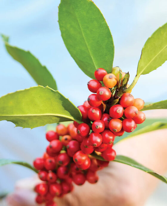 Holly berries