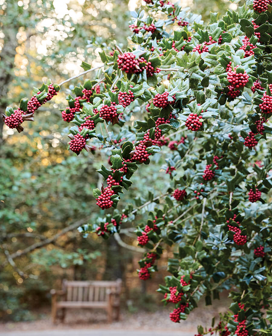 Holly bush at the Sandhills Horticultural Gardens