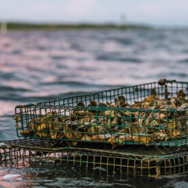 Oyster cages float in the water