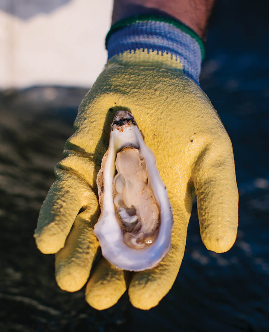 Gloved hand holds a raw oyster