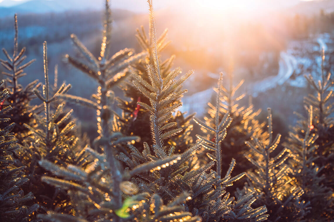 Fraser Fir Trees growing at the farm 
