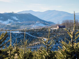 Acres of Christmas trees growing at Cartner's Christmas Tree Farm