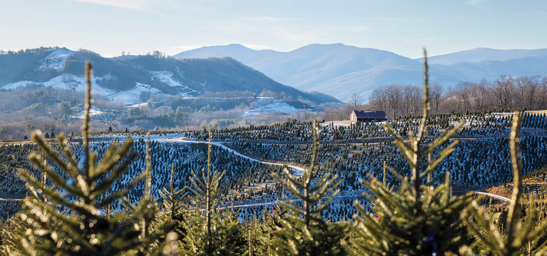 Acres of Christmas trees growing at Cartner's Christmas Tree Farm