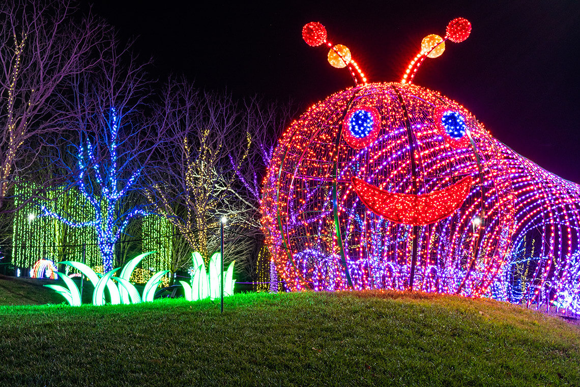 Christmas-light caterpillar at the North Carolina Arboretum