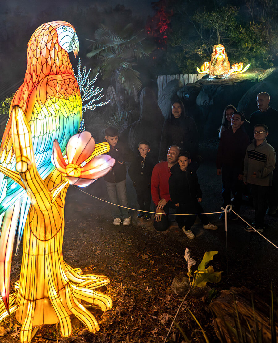 Parrot lantern at the Greensboro Science Center