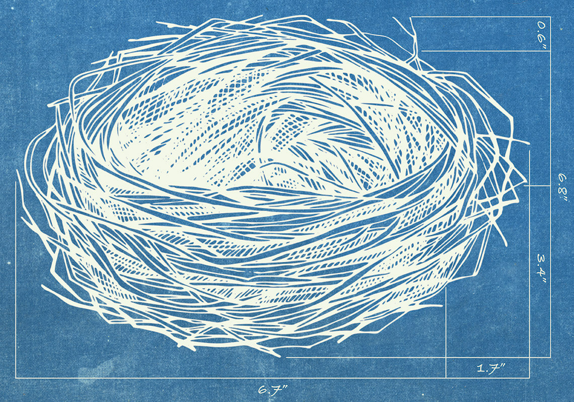 Blueprint of bird nest