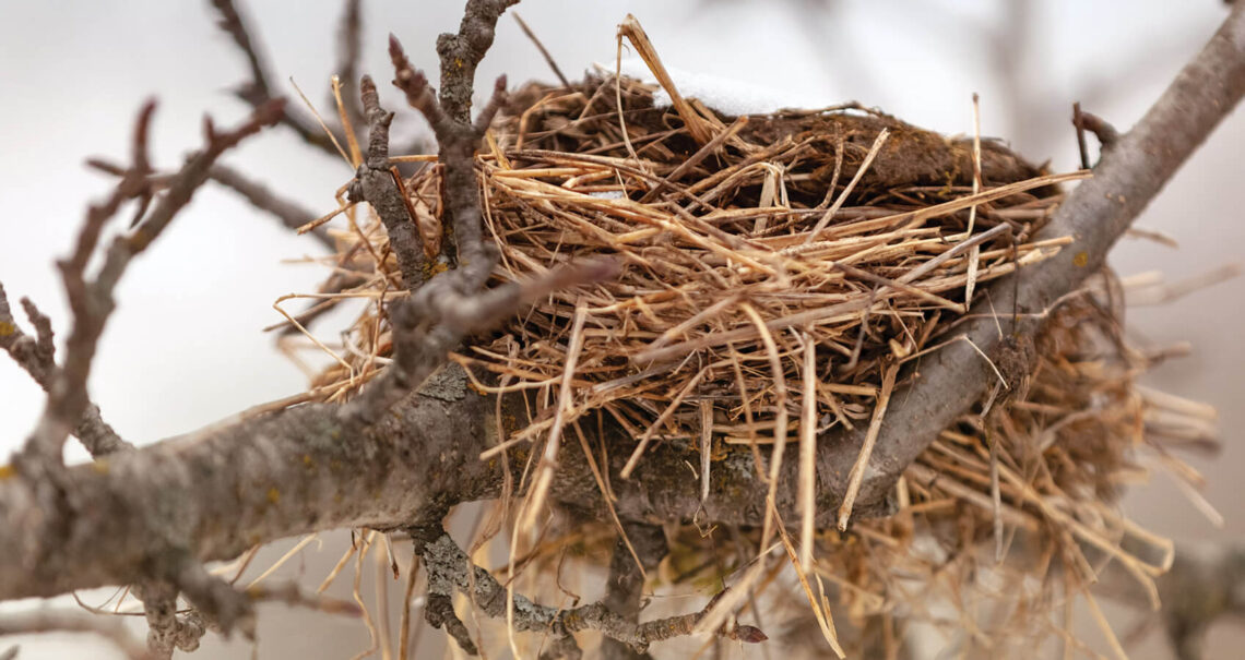 Bird nest in a tree