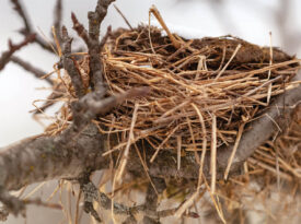 Bird nest in a tree