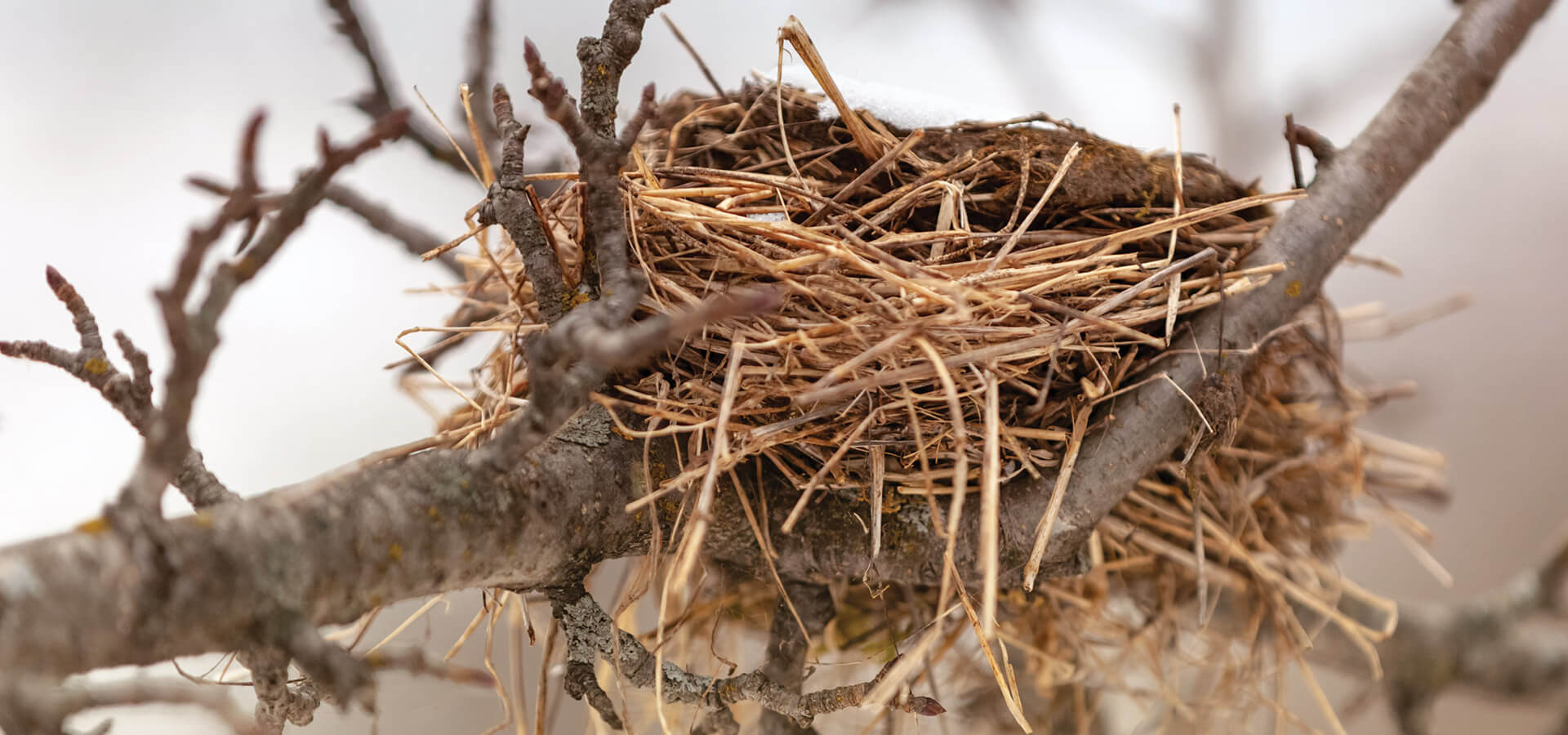 Bird nest in a tree